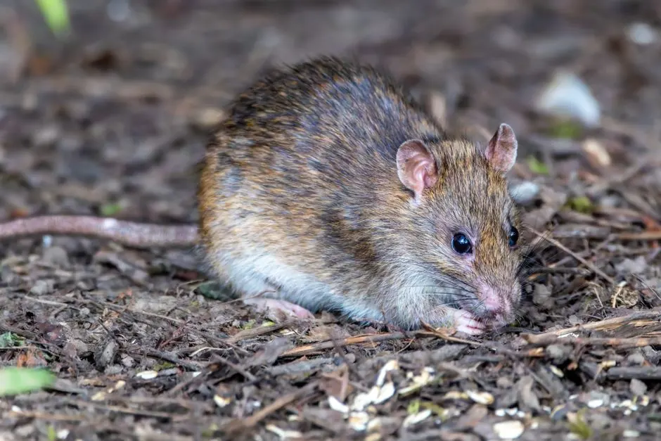 Rodent Control Arcadia in Arcadia 91007