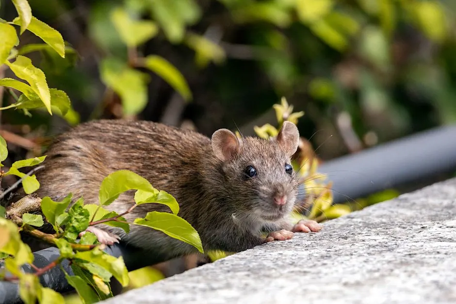 Rodent Control Arcadia ready to serve Arcadia 91007