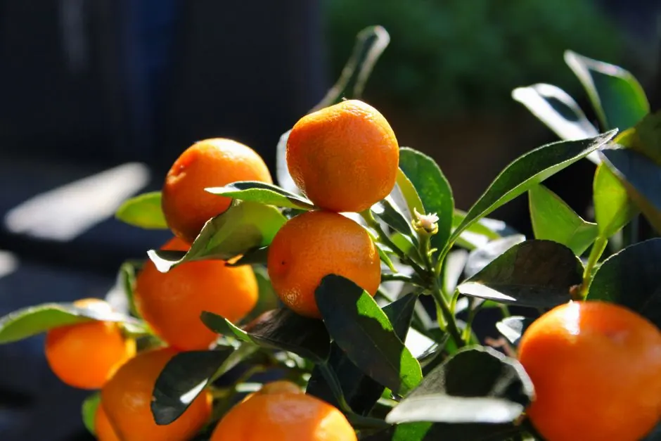 Why Roof Rats Love Arcadia's Citrus and Avocado Trees