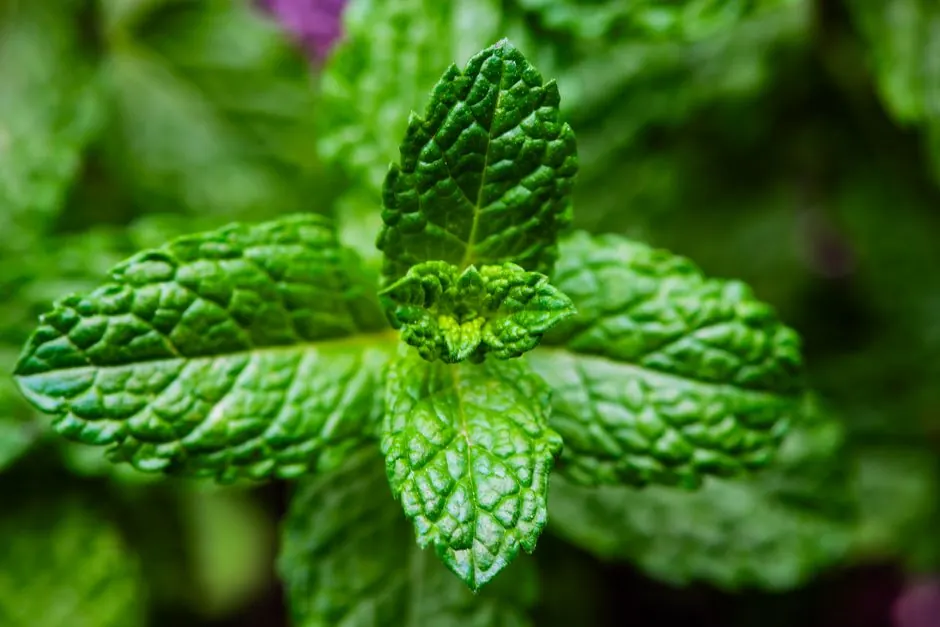 Do Peppermint Oil, Ultrasonic Devices or Coyote Urine Repel Rats
