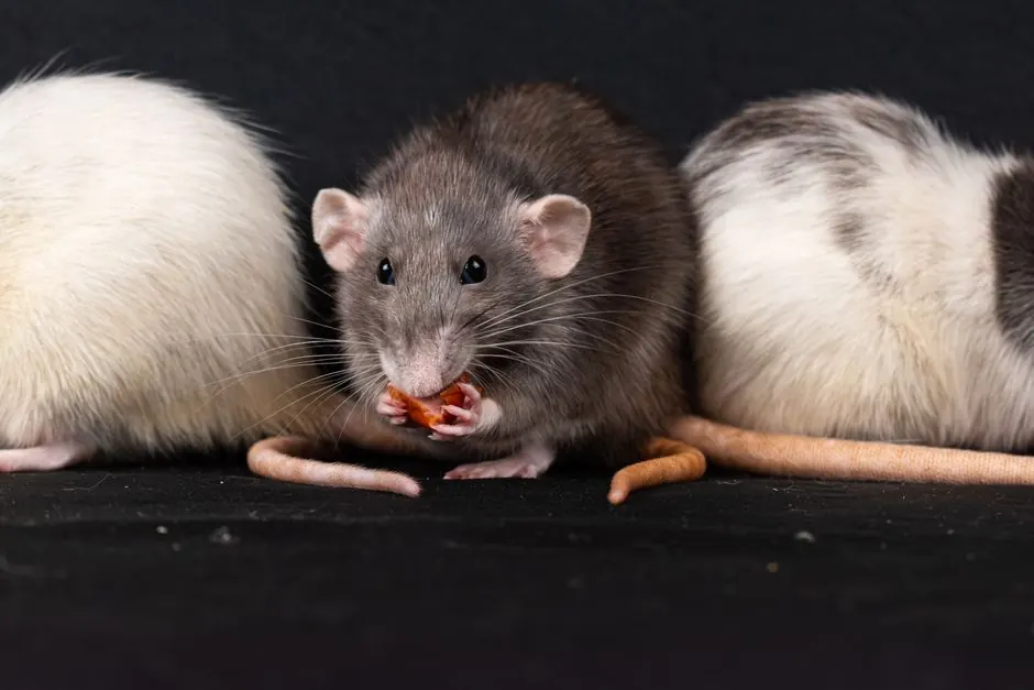 Rodent Control Arcadia in Santa Anita Village