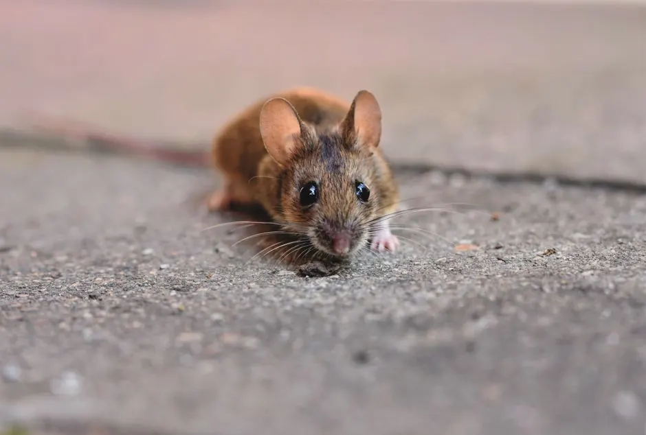 rodent removal Arcadia in Arcadia, California